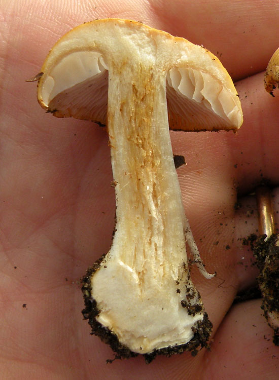 Cortinarius dalle colline reggiane